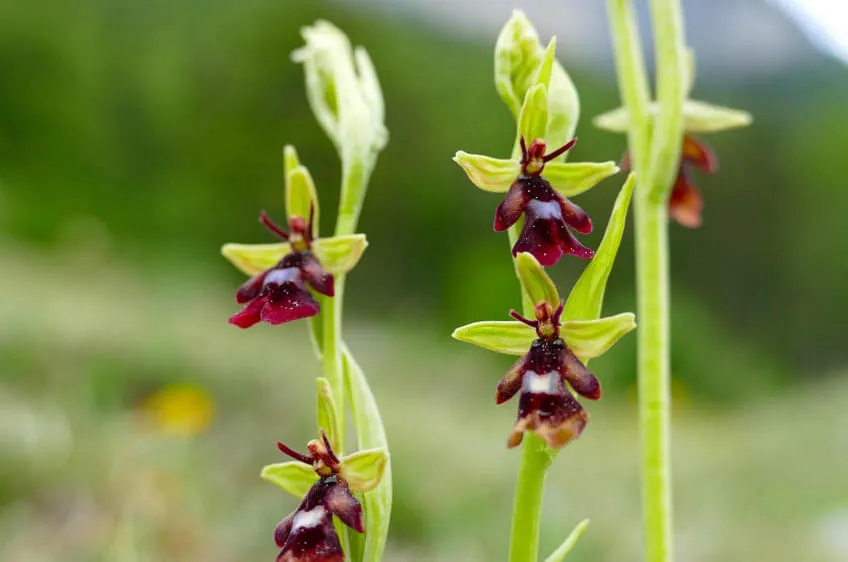 Ophrys insectifera © Martin Mallaun