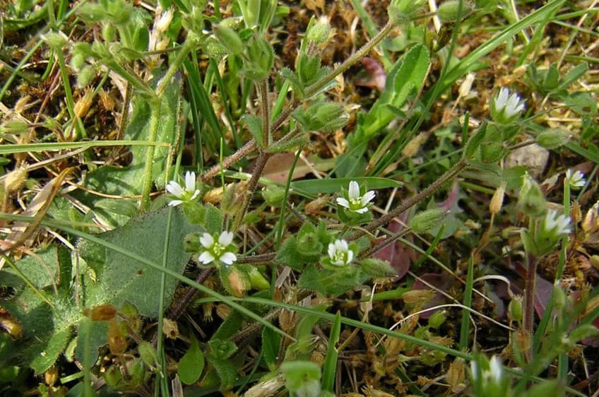 Cerastium subtetrandrum © Norbert Sauberer