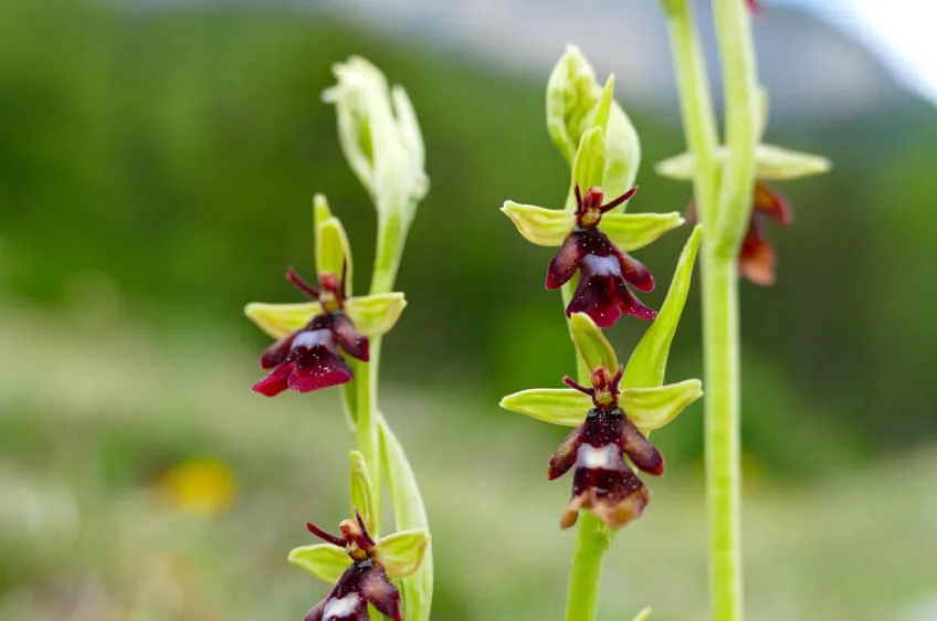 Ophrys insectifera © Martin Mallaun