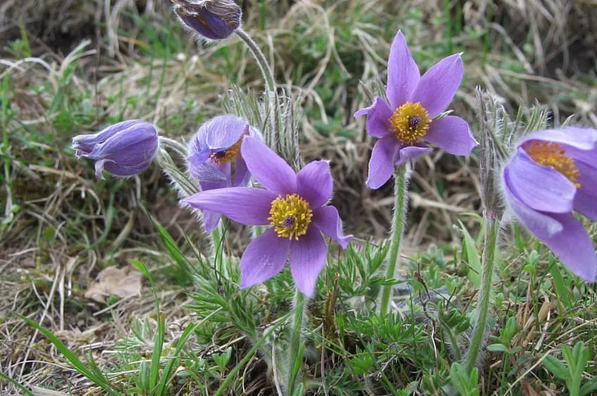 Pulsatilla vulgaris © Martin Mallaun