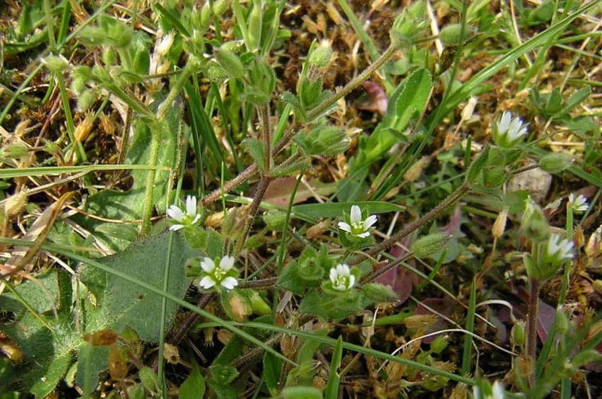 Cerastium subtetrandrum © Norbert Sauberer