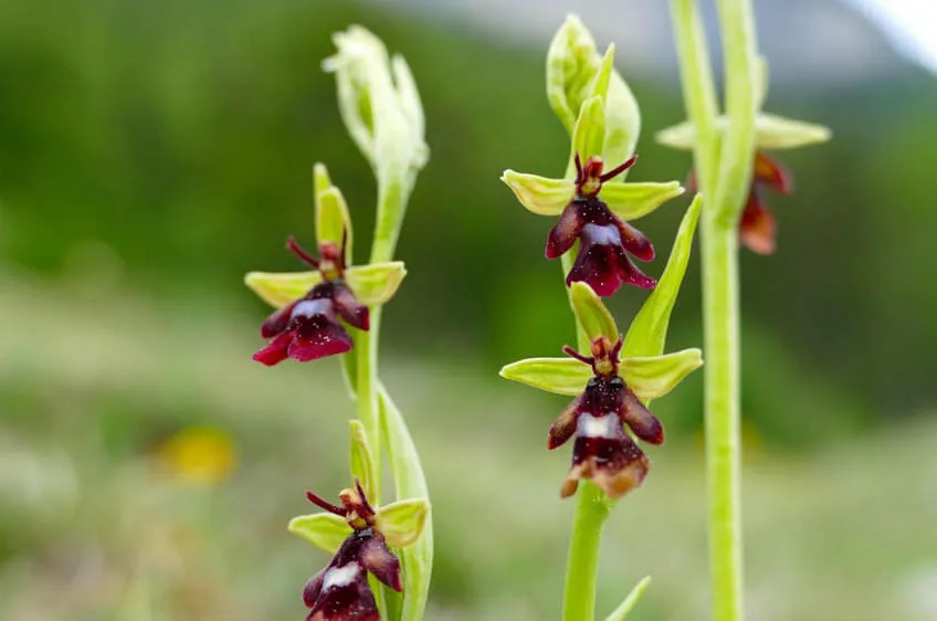 Ophrys insectifera © Martin Mallaun