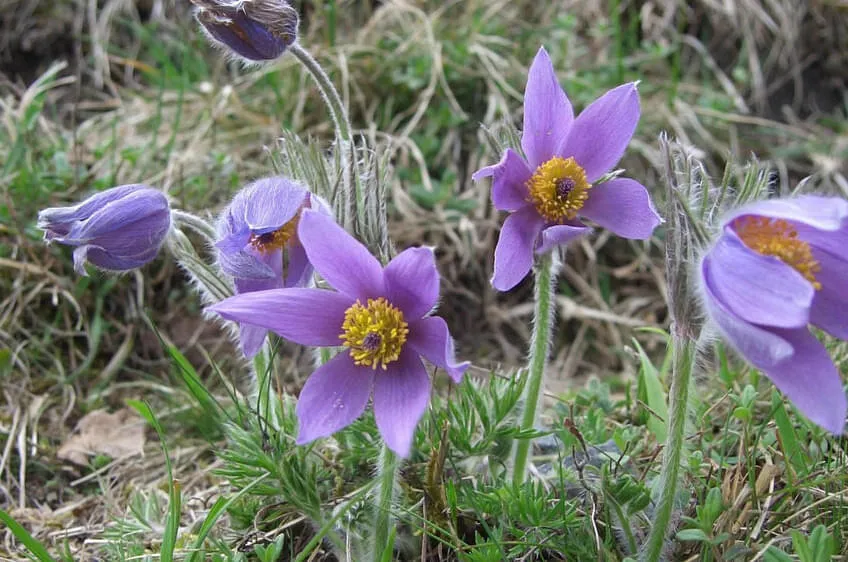 Pulsatilla vulgaris © Martin Mallaun