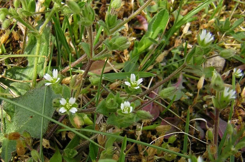 Cerastium subtetrandrum © Norbert Sauberer